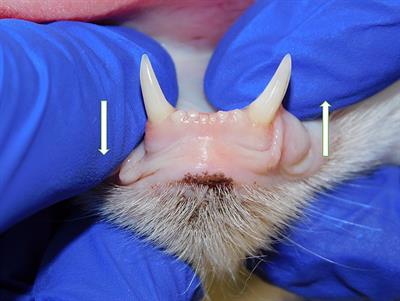 Normal variation of clinical mobility of the mandibular symphysis in cats